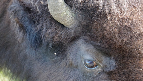 Bizon in Yellowstone National Park