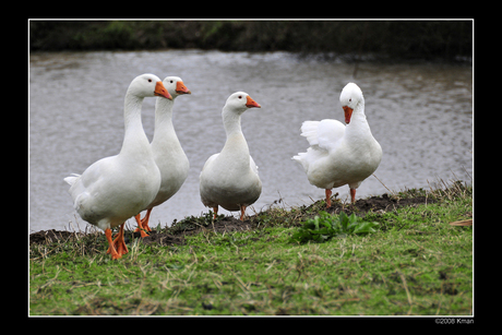 Geese on a lazy Sunday afternoon