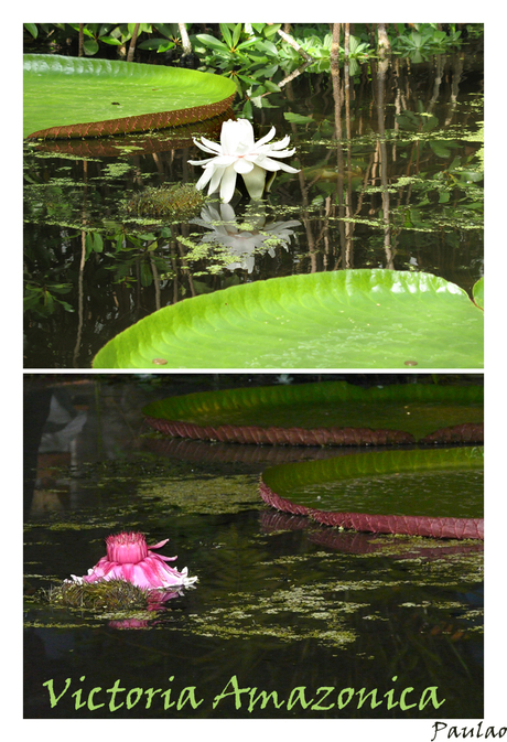 victoria amazonica