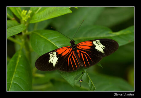 Heliconius melpomene madeira