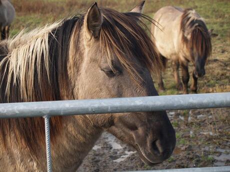 Wilde paarden