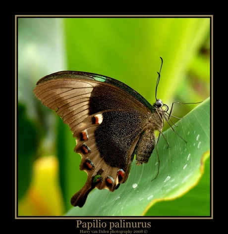 Papilio palinurus