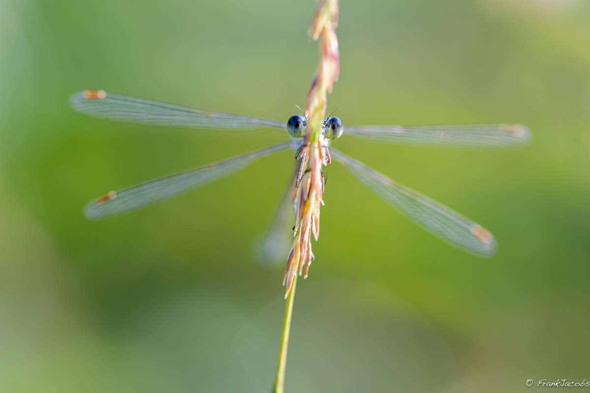 Eyes without a face foto van frankjacobs Macro Zoom.nl