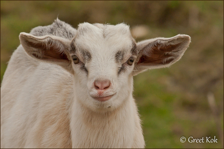 Baby Geitje