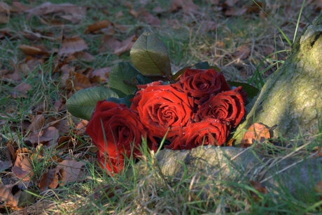 Rozen in het bos