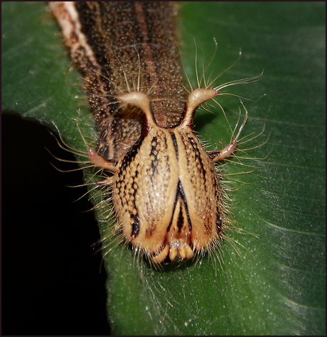 Rups Caligo memnon