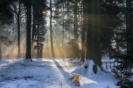 Winter in Bokrijk