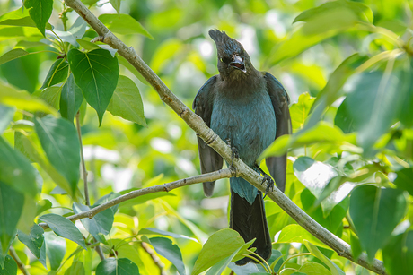 Steller's Jay