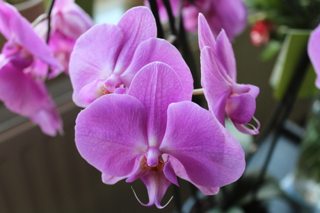 Orchidee