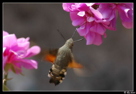 Colibri vlinder