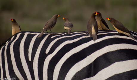 Oxpeckers on a zebra