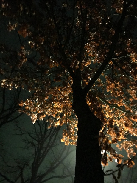 Zie de maan schijnt door de bomen