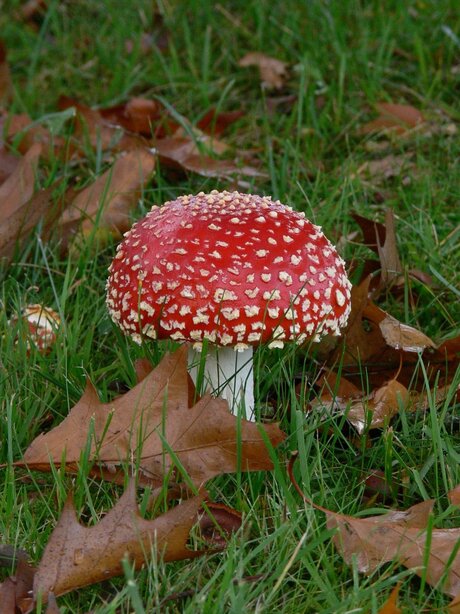 Op een grote paddestoel.......