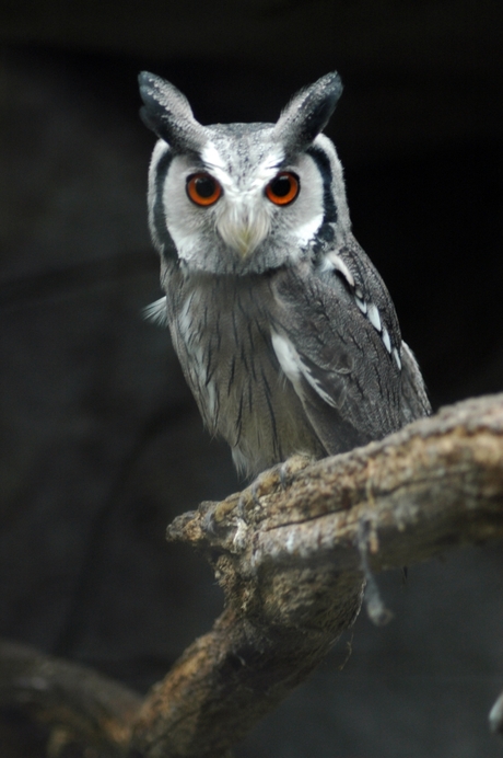 Who are you looking at! 2