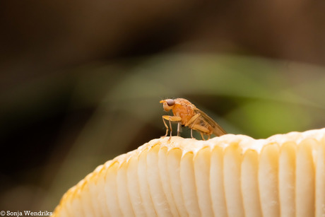 Insect op paddenstoel