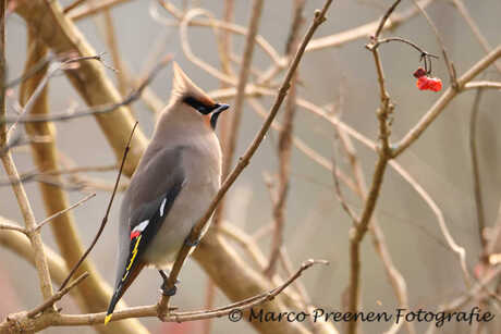 pestvogel