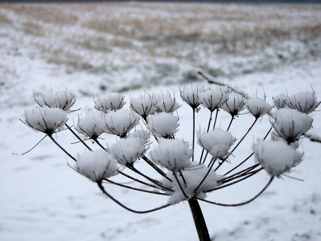 IJsbloemen