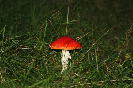 Rood met witte stippen