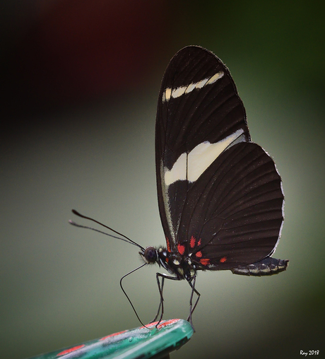 Heliconius Cyndo