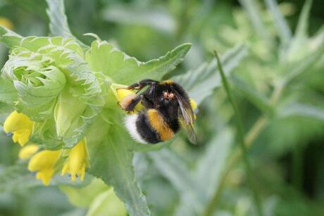 Hommel met parasietjes...