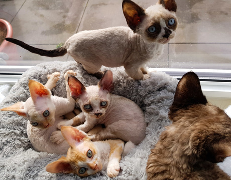 Devon rex kittens