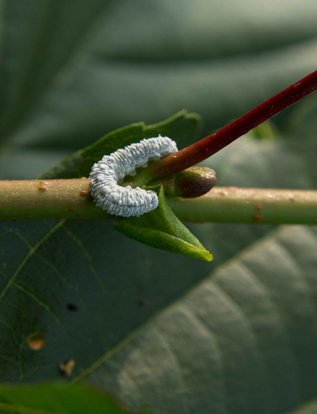 Eriocampa ovata, larve van een bladwesp.....