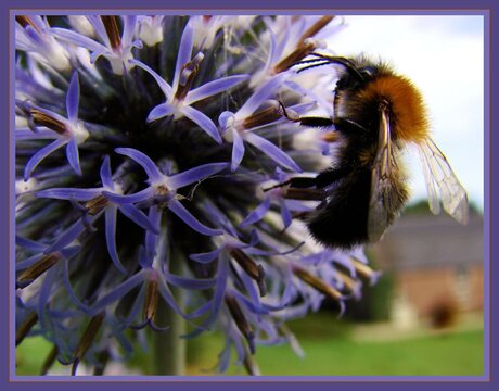 Hommel op zoek..........