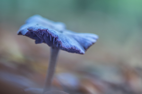 Purple in the forest