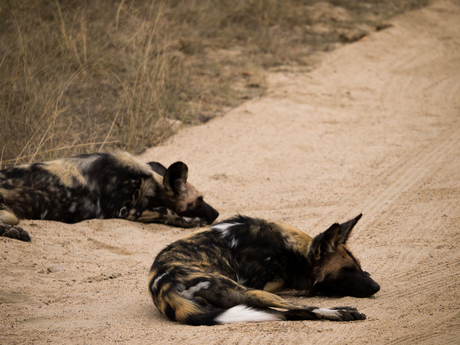 Wilde honden in het Kruger park