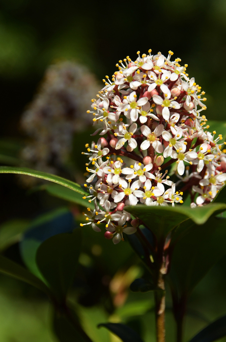 Skimmia