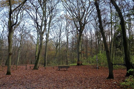 P1470557 Staal duinse bos Herfst 28 nov 2017