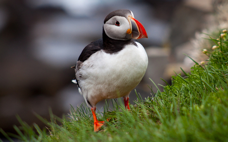 Puffin