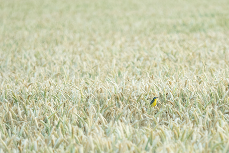 Lonely bird searching for friends on a wheat field