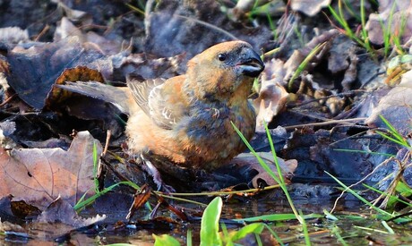 Drinkende Grote Kruisbek mannetje