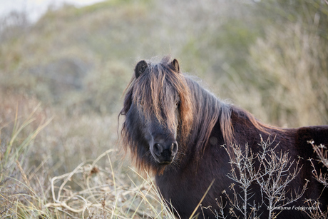Pony in vrije natuur