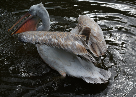 Pelikaan in Diergaarde Blijdorp