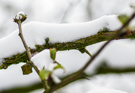 Sneeuw op tak