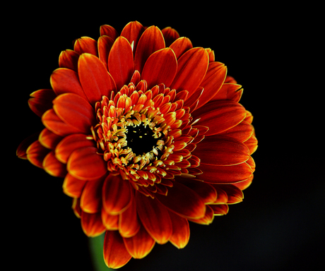 Gerbera 4