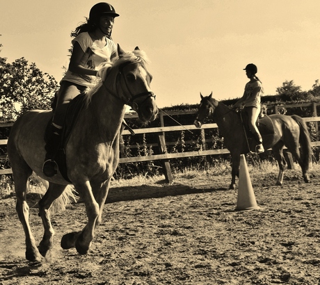 Sepia paarden