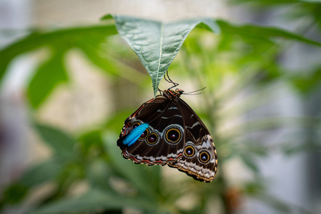 Vlinder hangend aan blad