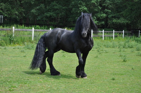 zwart paart
