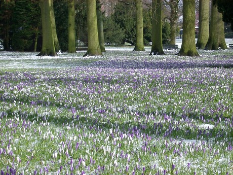 Voorjaar in het park