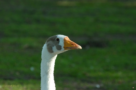 In het park