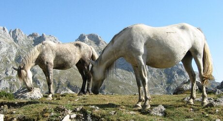 Spanish horses