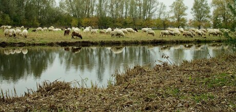 schapen