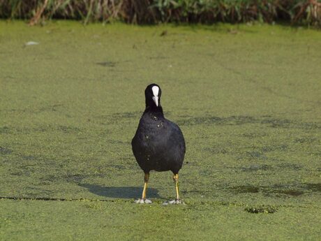 Lopen op het water