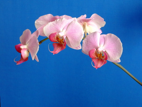 orchidee 1