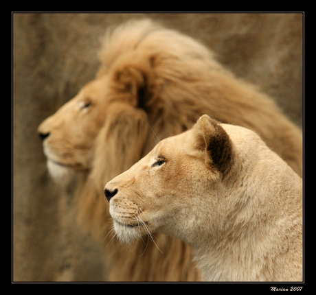 Witte leeuwen
