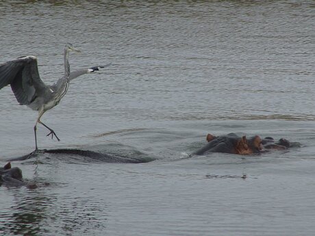 Reiger en nijlpaard