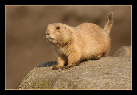 Prairiehondje